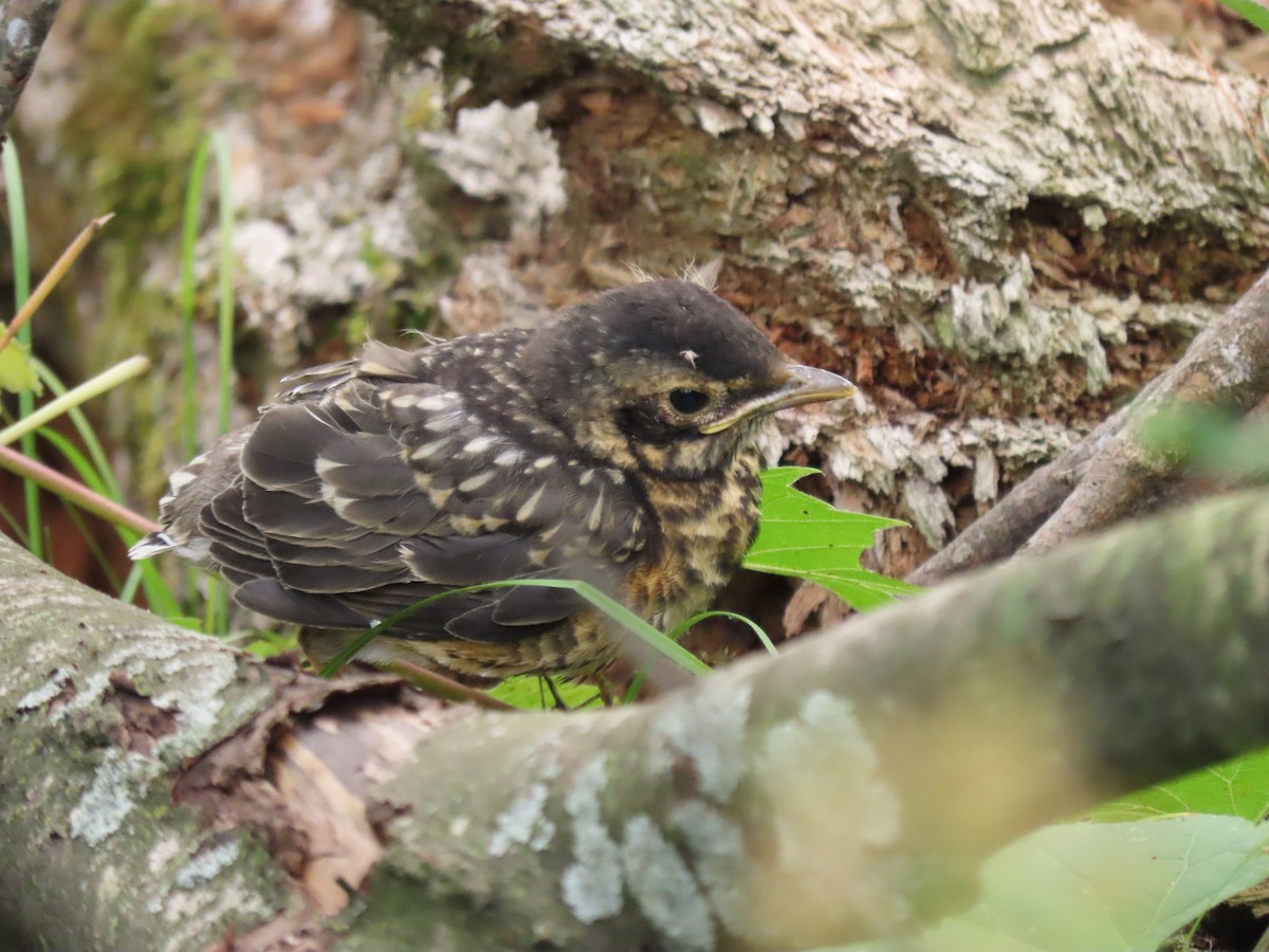 American Robin - ML594774211