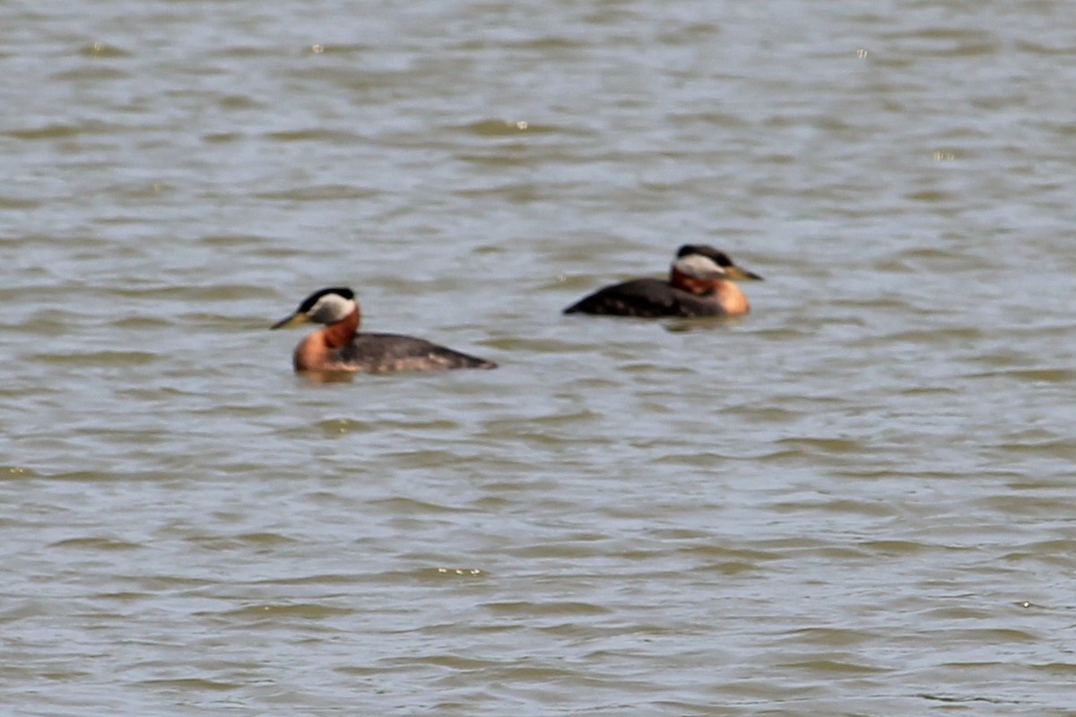 Red-necked Grebe - Rose Kuzina