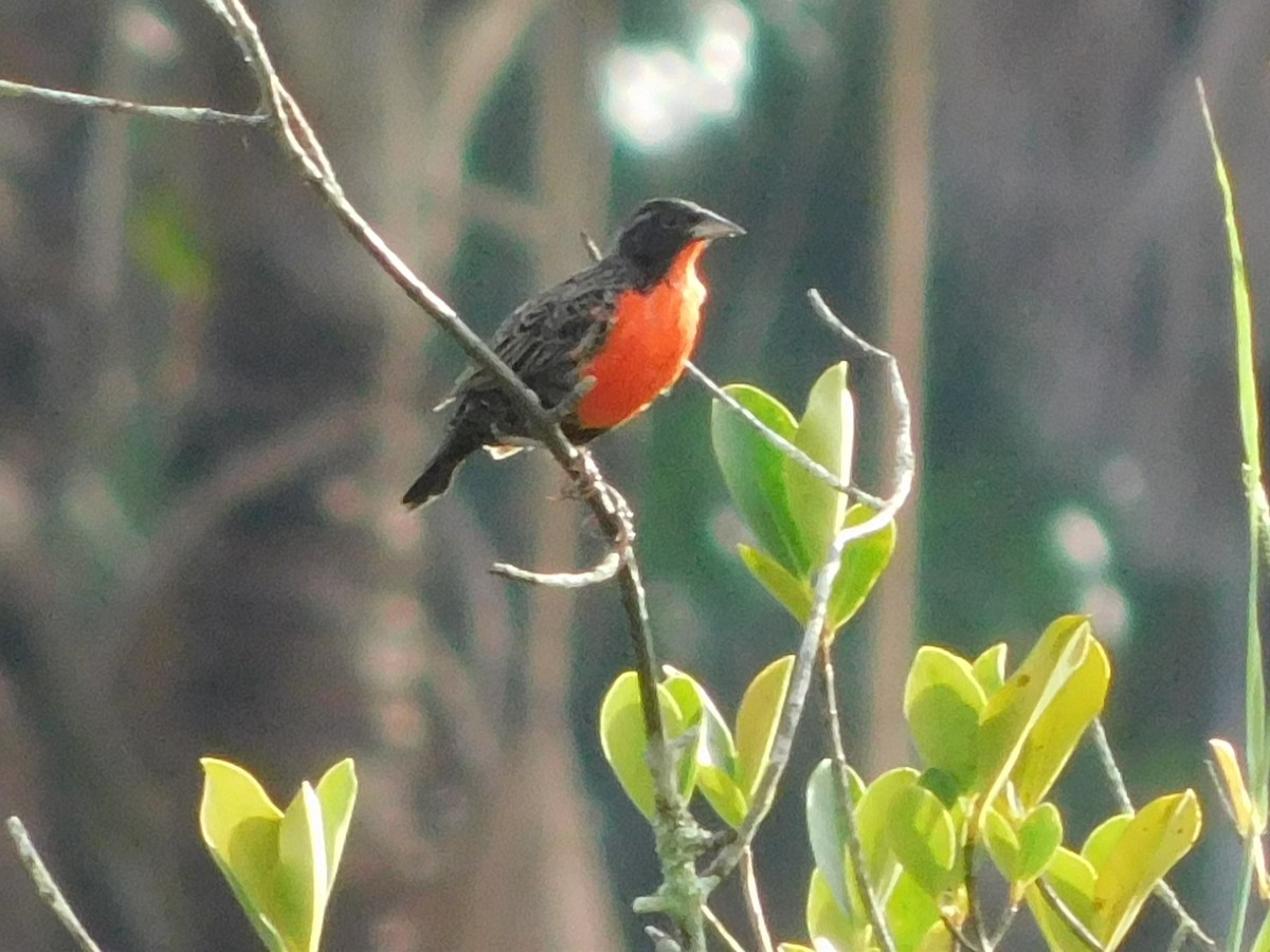 Red-breasted Meadowlark - ML594774781