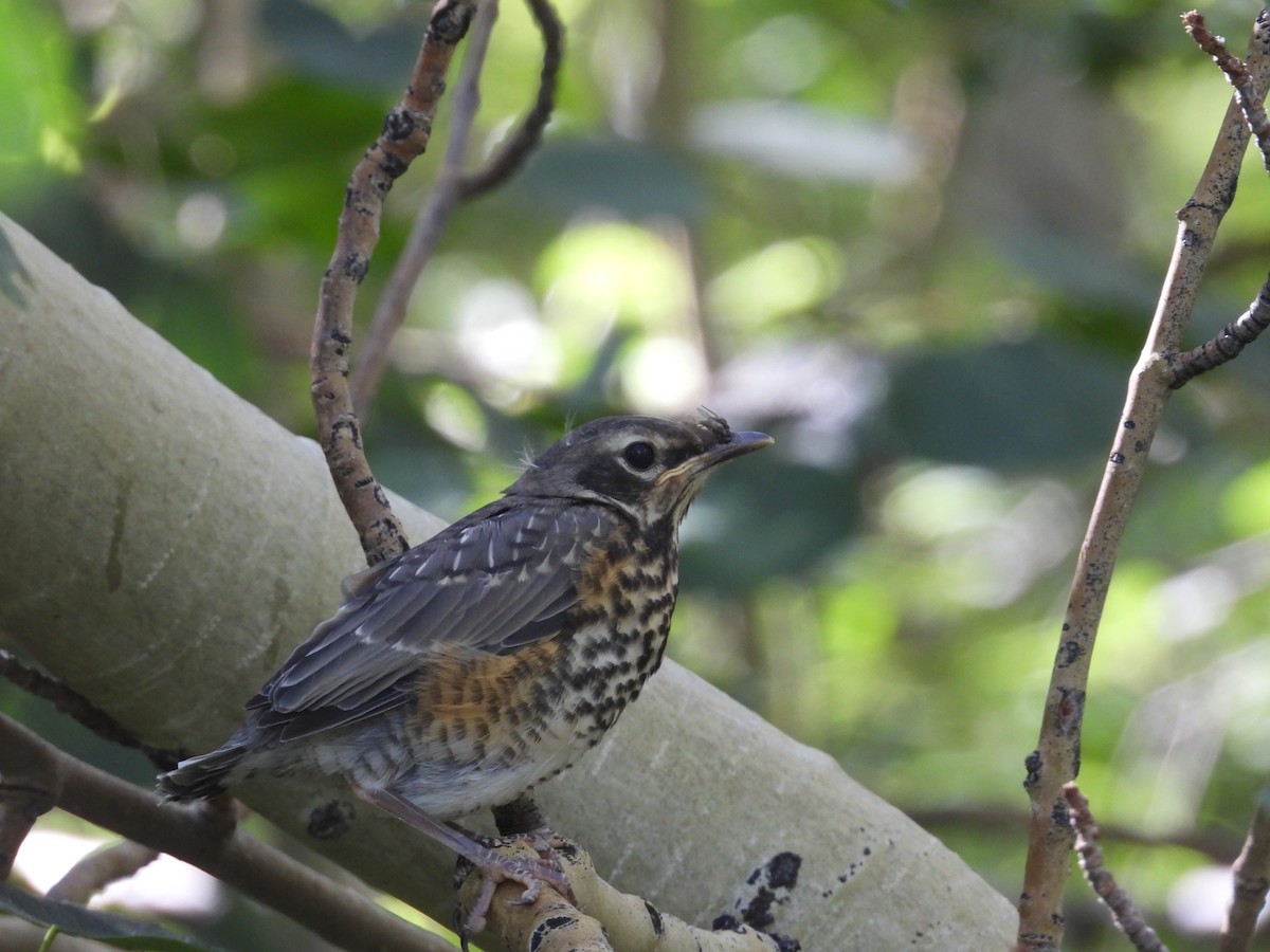 American Robin - ML594774871