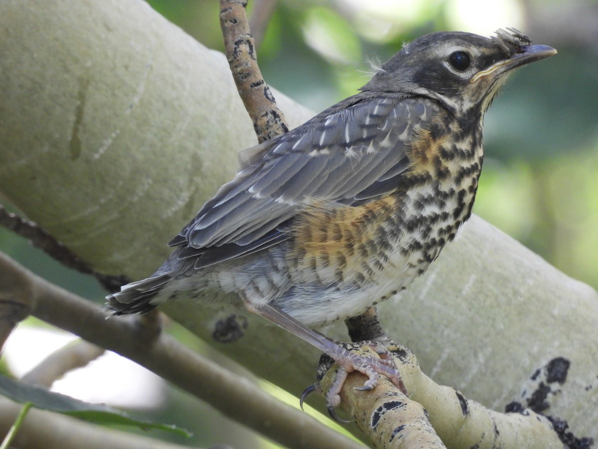 American Robin - ML594774891