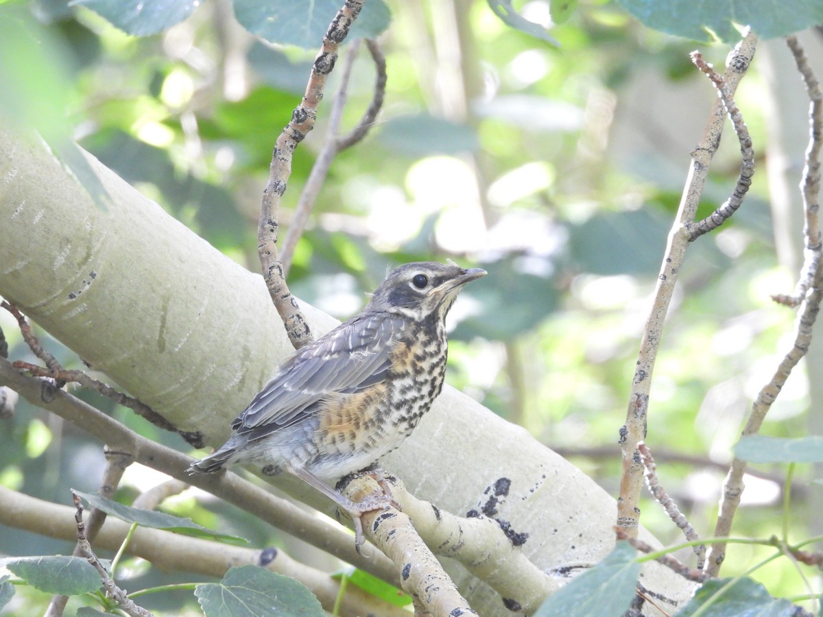 American Robin - ML594774941