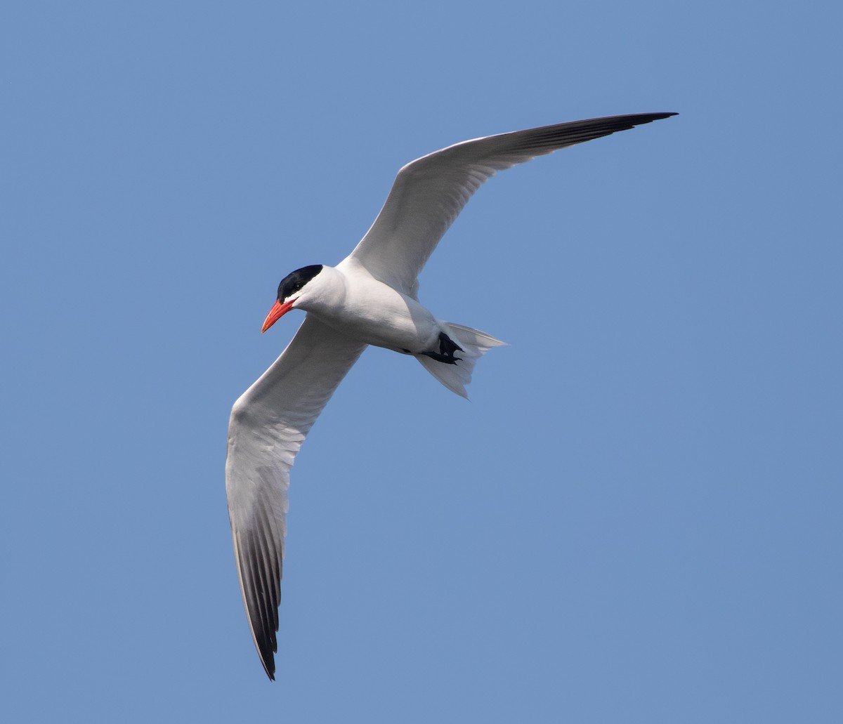 Caspian Tern - Darlene Friedman