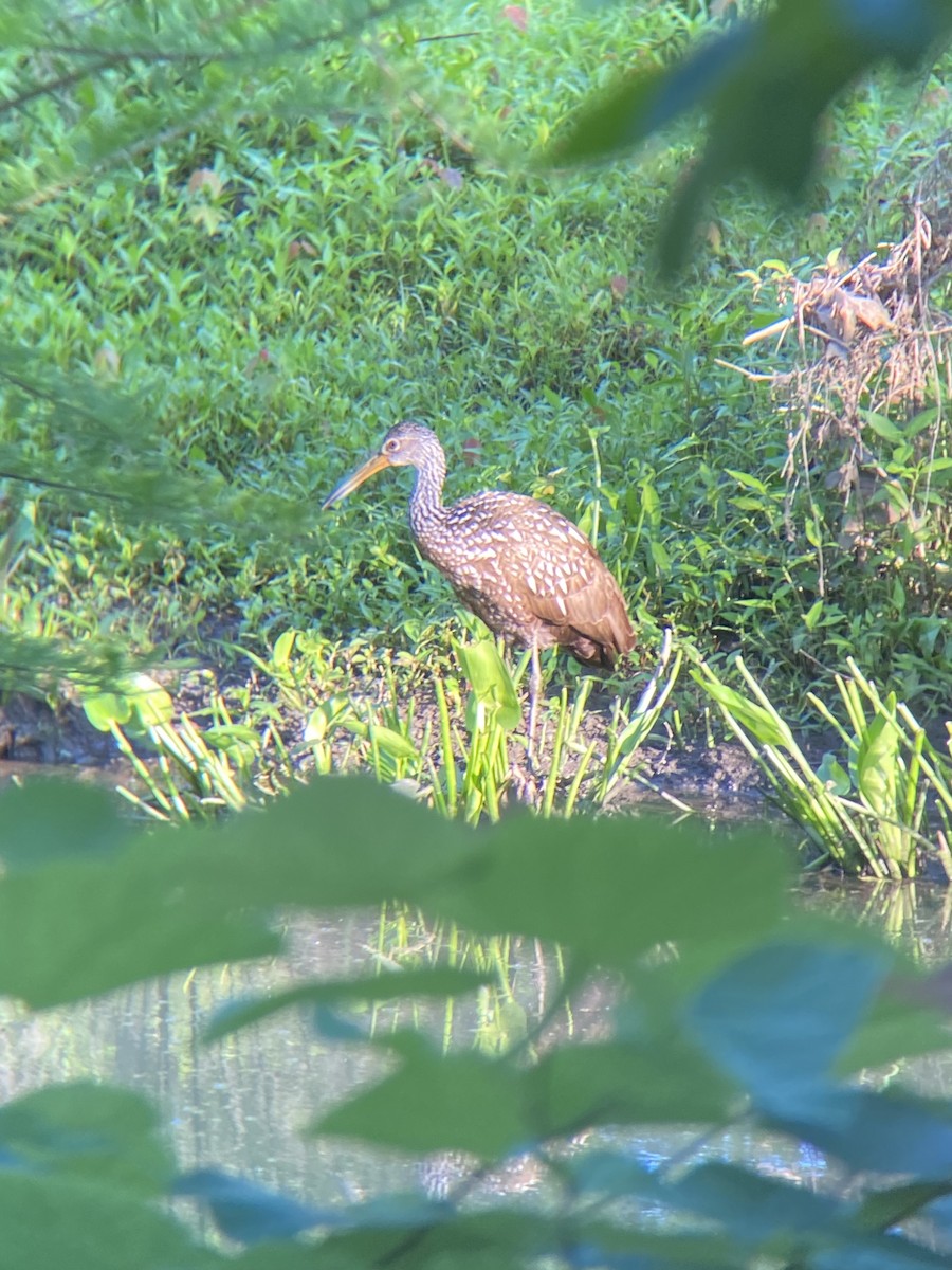 Limpkin - ML594775211