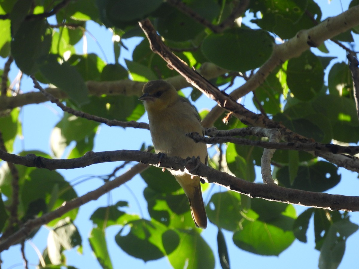 Oriole de Bullock - ML594775281