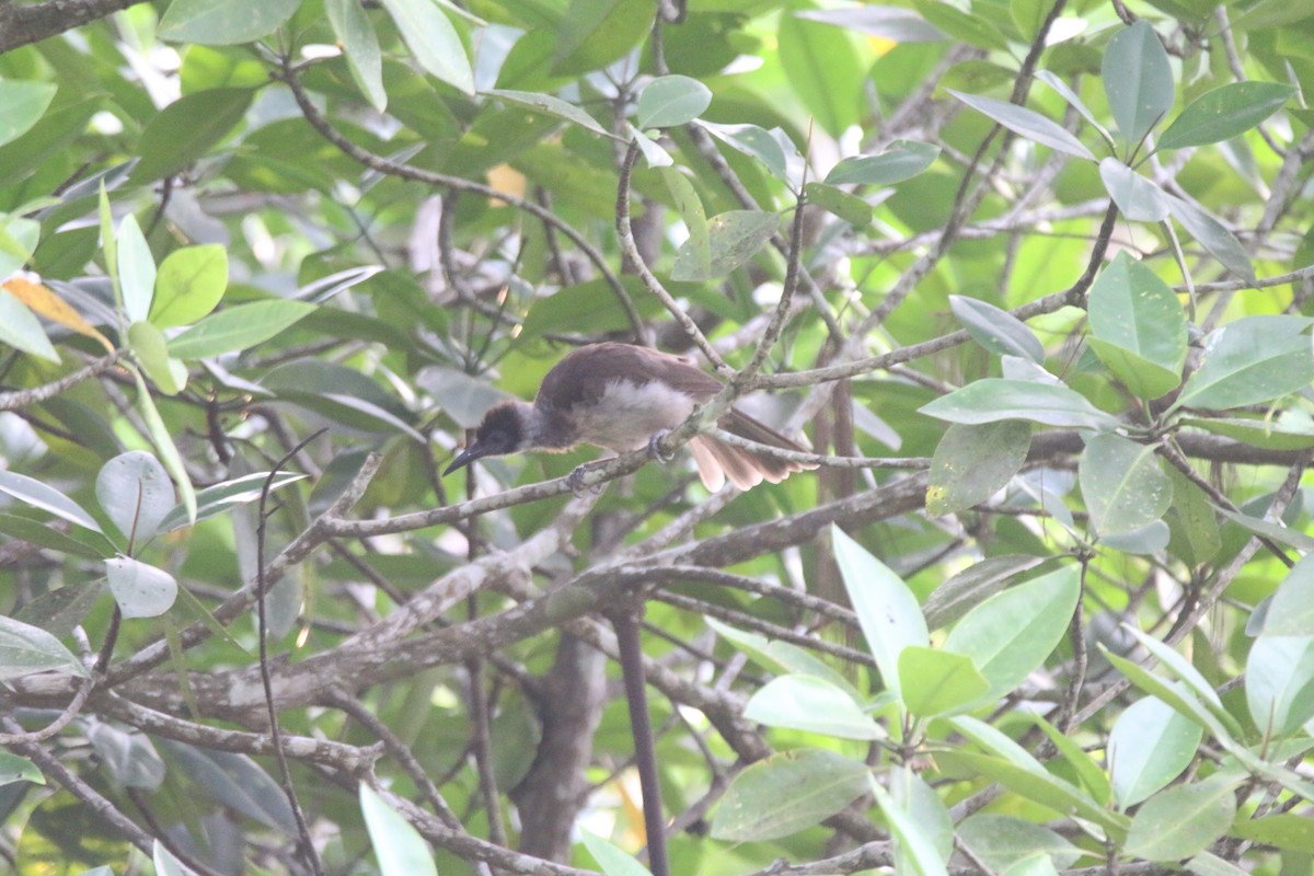 New Britain Friarbird - ML594775391