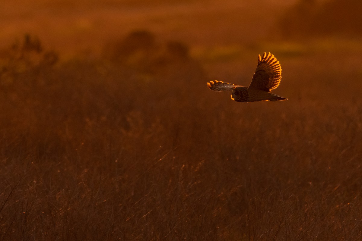 Short-eared Owl - ML594776411