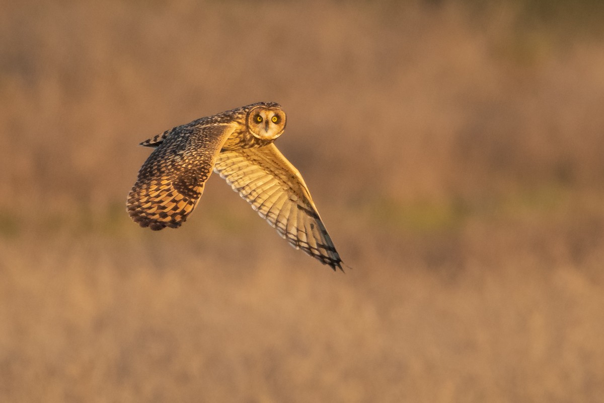 Short-eared Owl - ML594776421