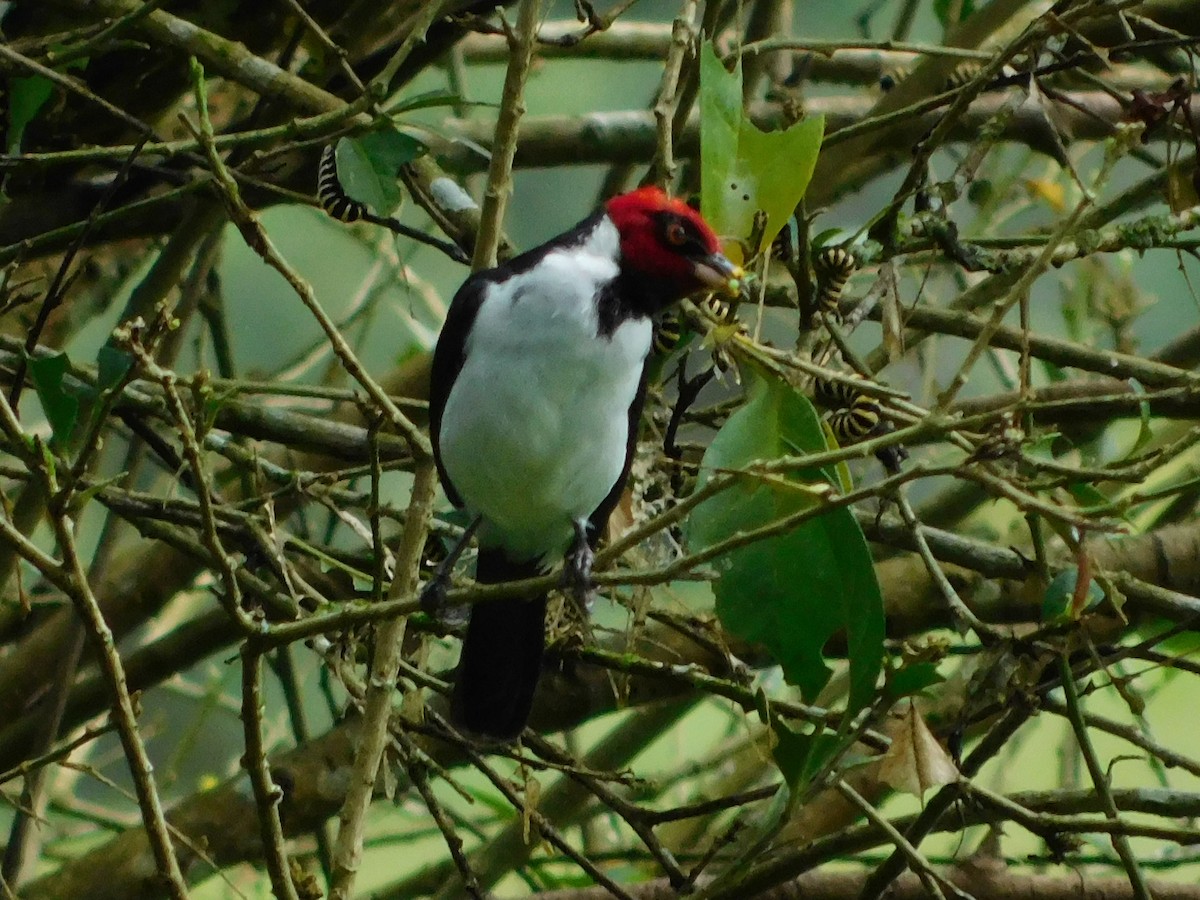 Red-capped Cardinal - ML594776611