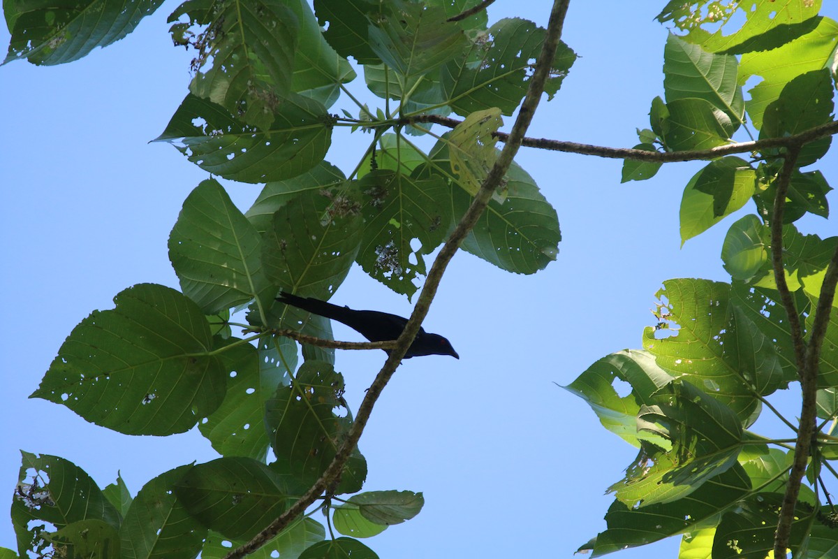 Metallic Starling - ML594776661