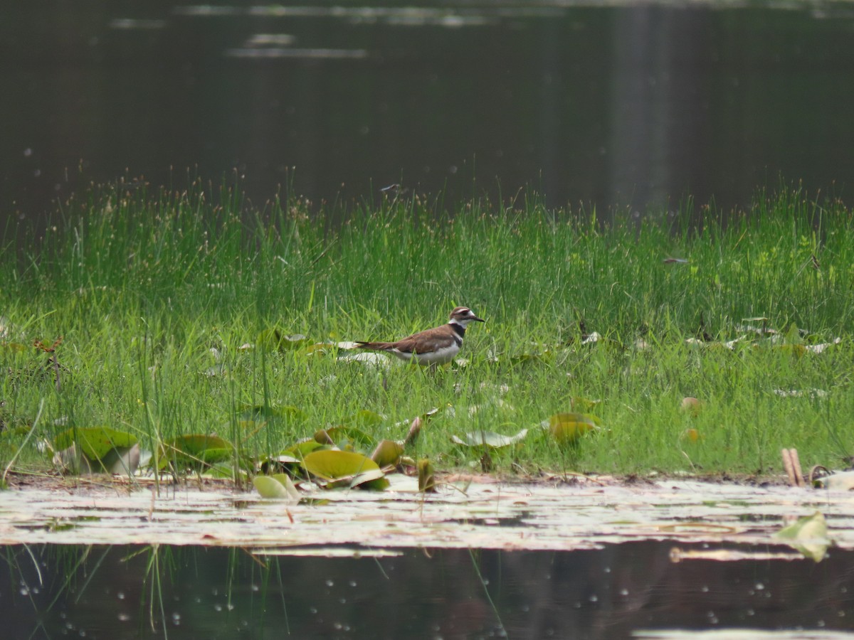 Killdeer - ML594776791