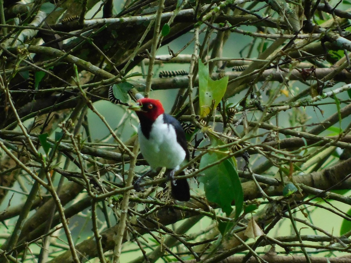 Red-capped Cardinal - ML594777011
