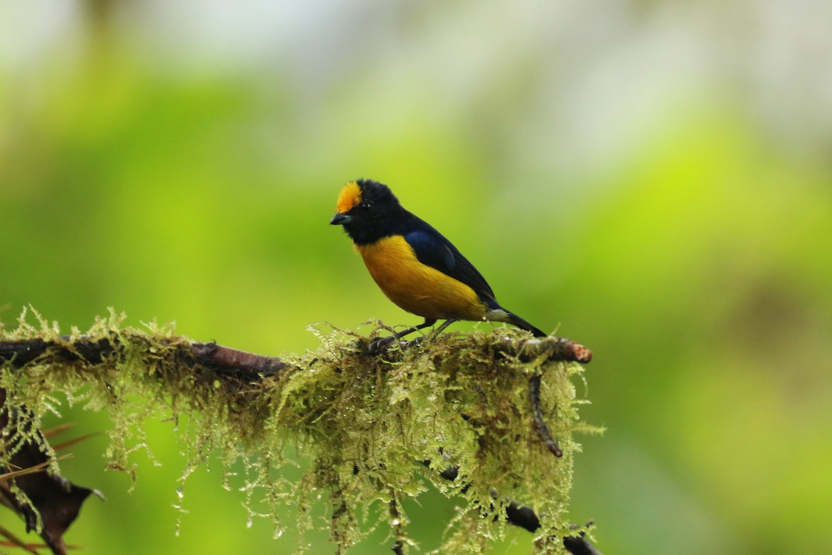 Orange-bellied Euphonia - ML594777211