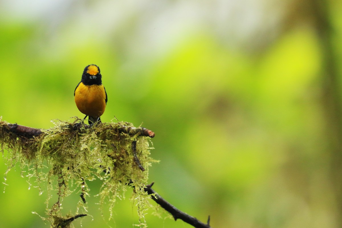 Orange-bellied Euphonia - ML594777221