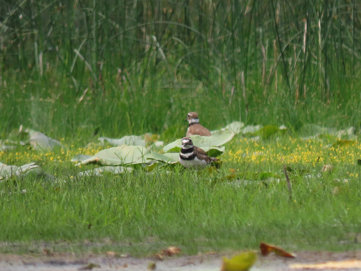 Killdeer - ML594777251