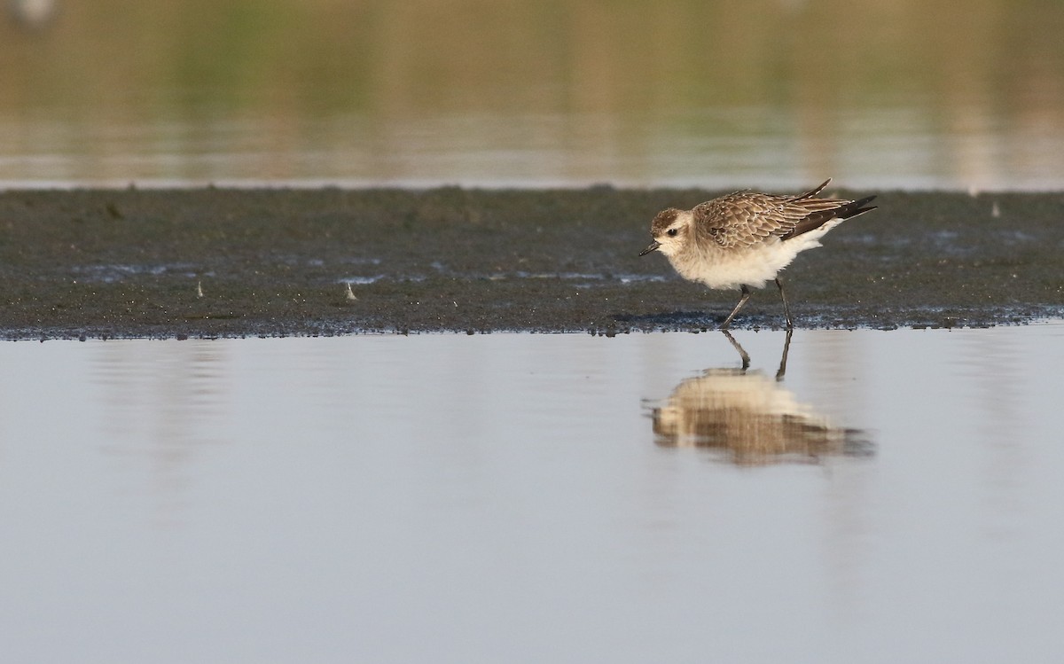 American Golden-Plover - ML594777471