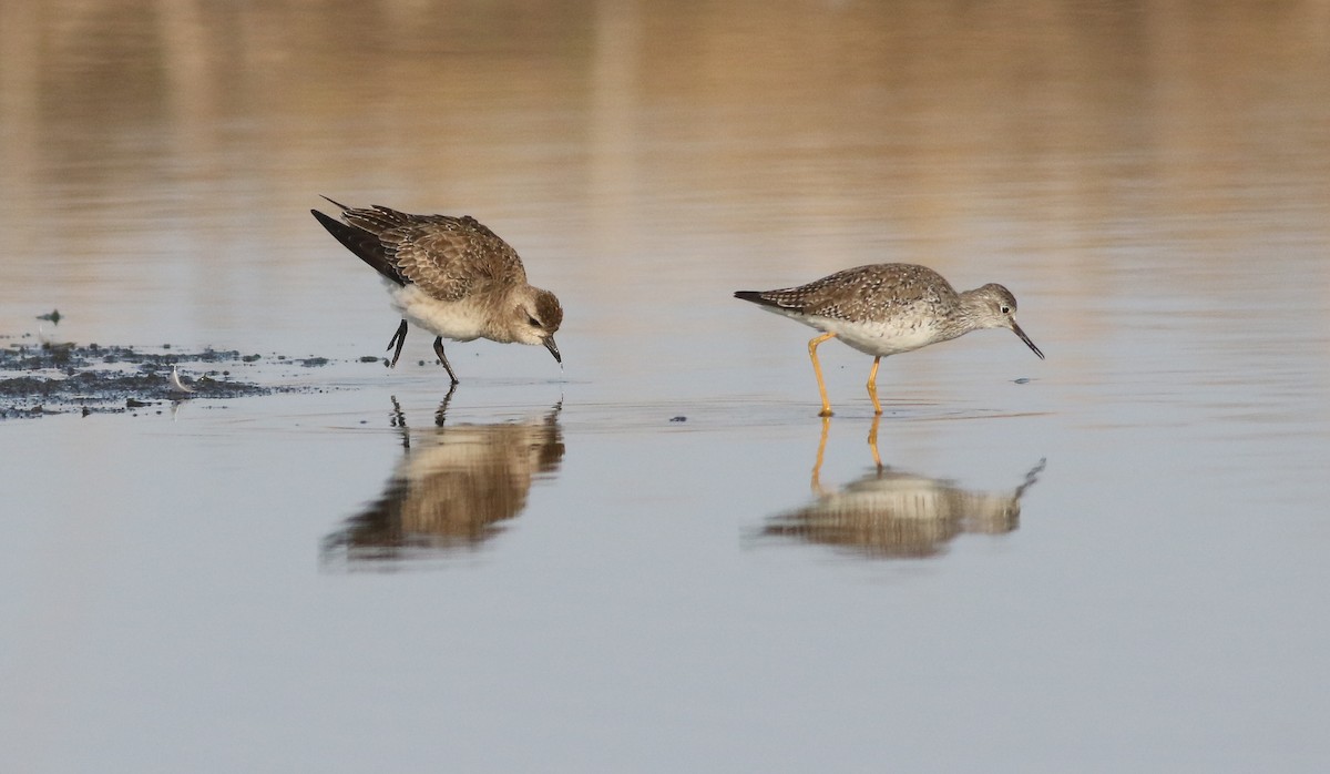 American Golden-Plover - Cameron Rutt