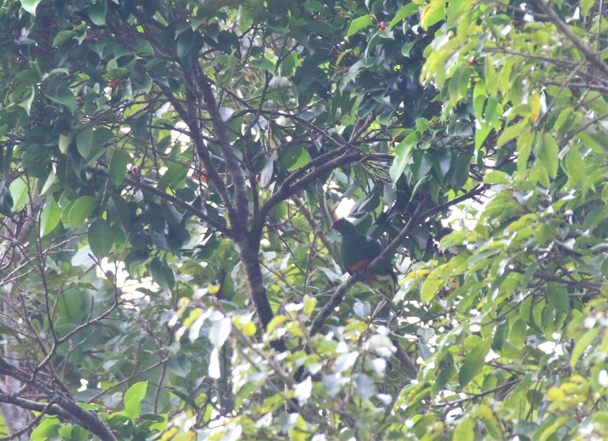 Knob-billed Fruit-Dove - ML594777681