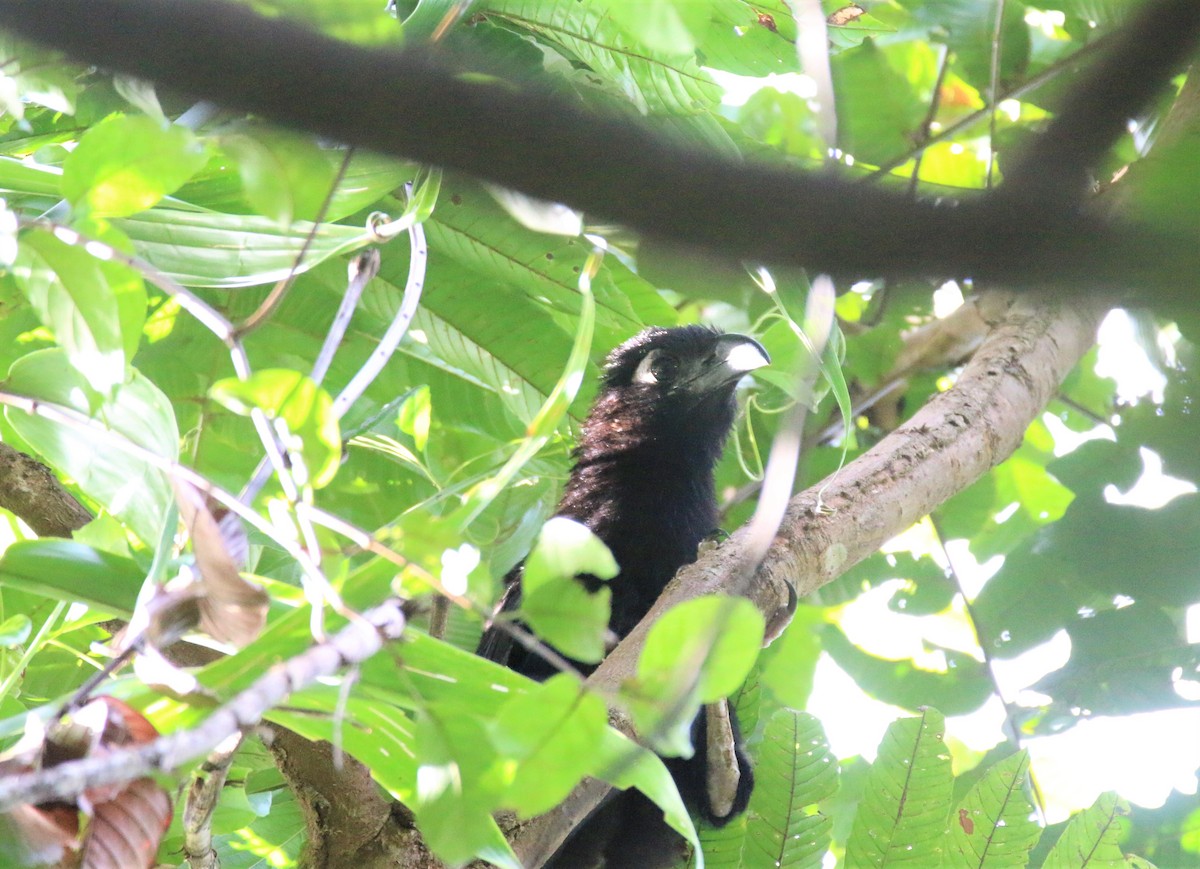 Violaceous Coucal - ML594777741