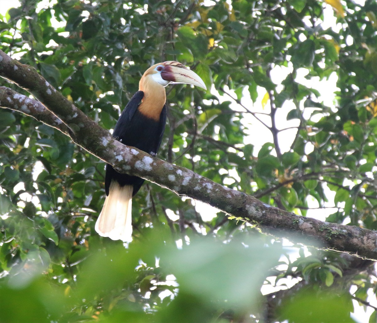 Blyth's Hornbill - ML594777841