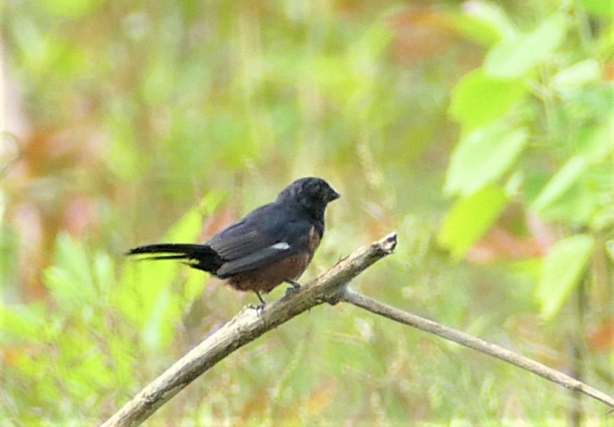 Chestnut-bellied Seed-Finch - Diane Stinson