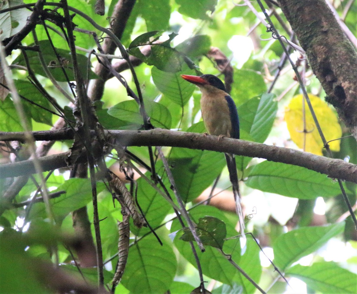 Black-capped Paradise-Kingfisher - ML594777951