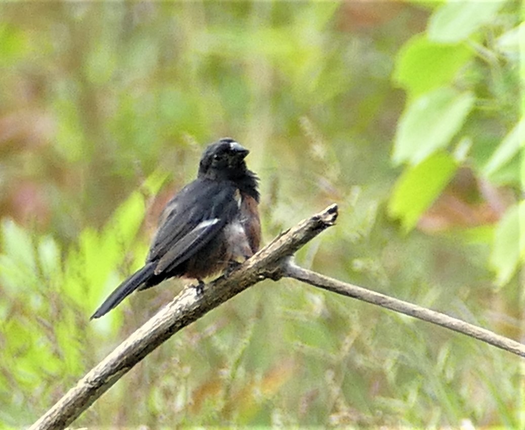 Chestnut-bellied Seed-Finch - ML594778101