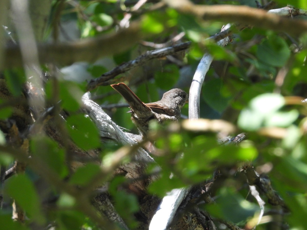 Fox Sparrow - ML594778211