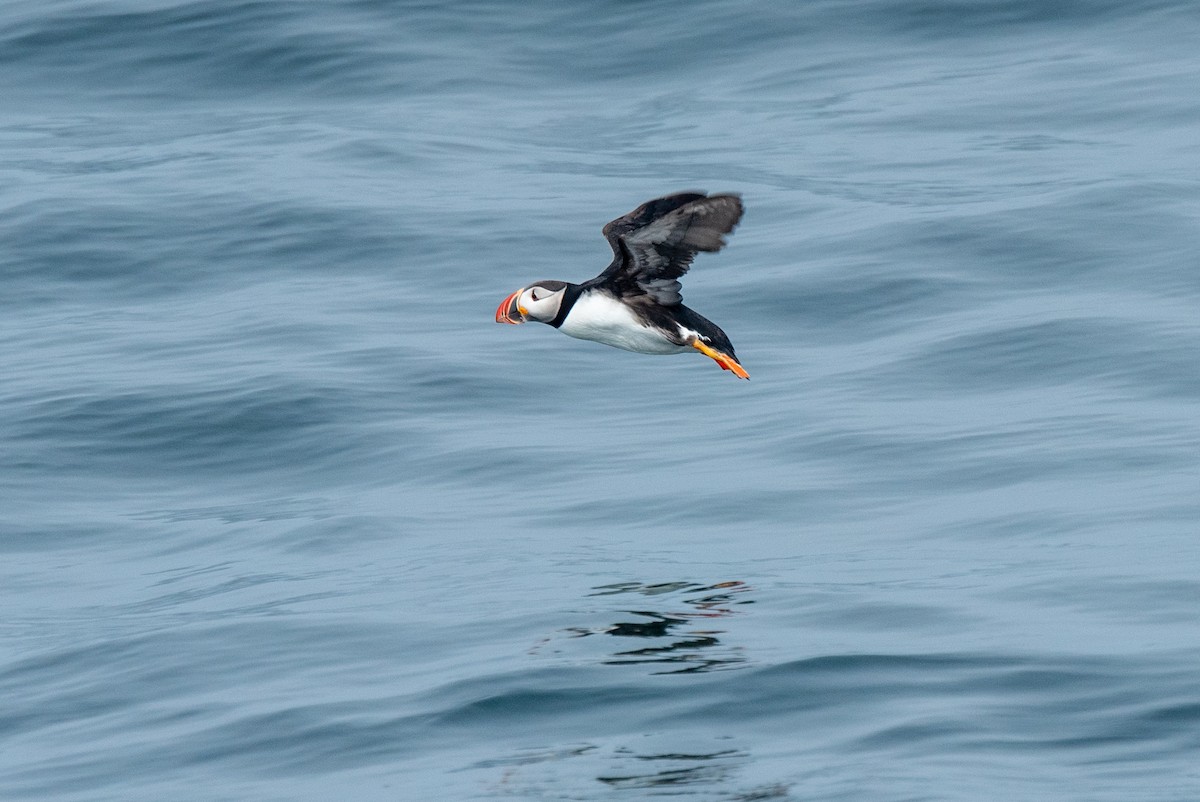 Atlantic Puffin - Robert O'Connell
