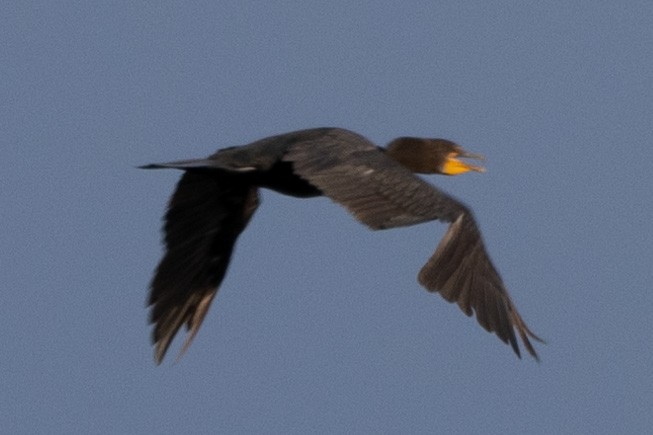 Double-crested Cormorant - ML594779821