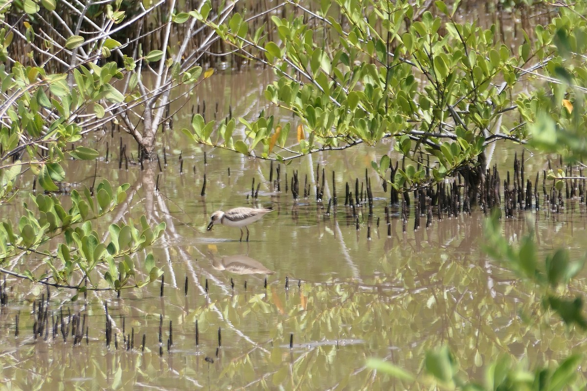 Wilson's Plover - ML594780071