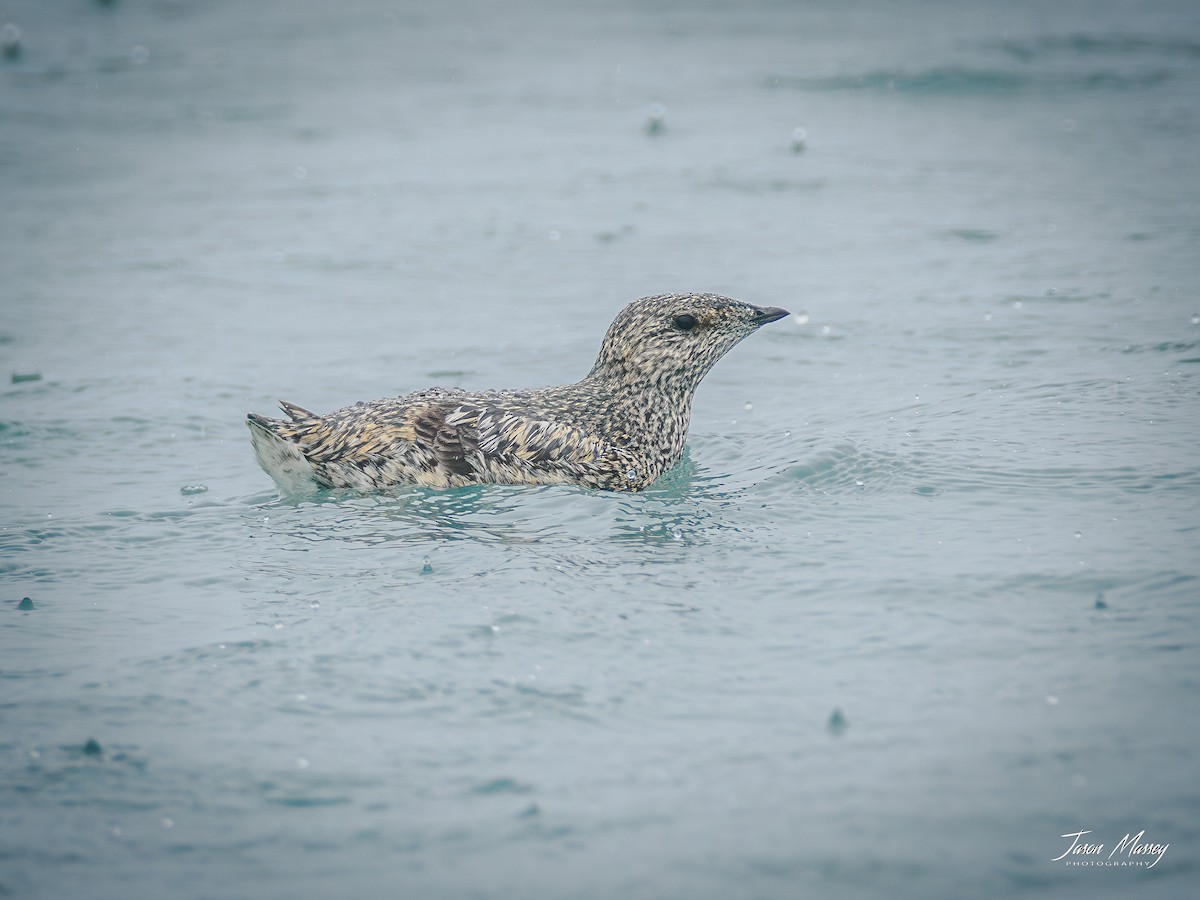 Kittlitz's Murrelet - ML594780381