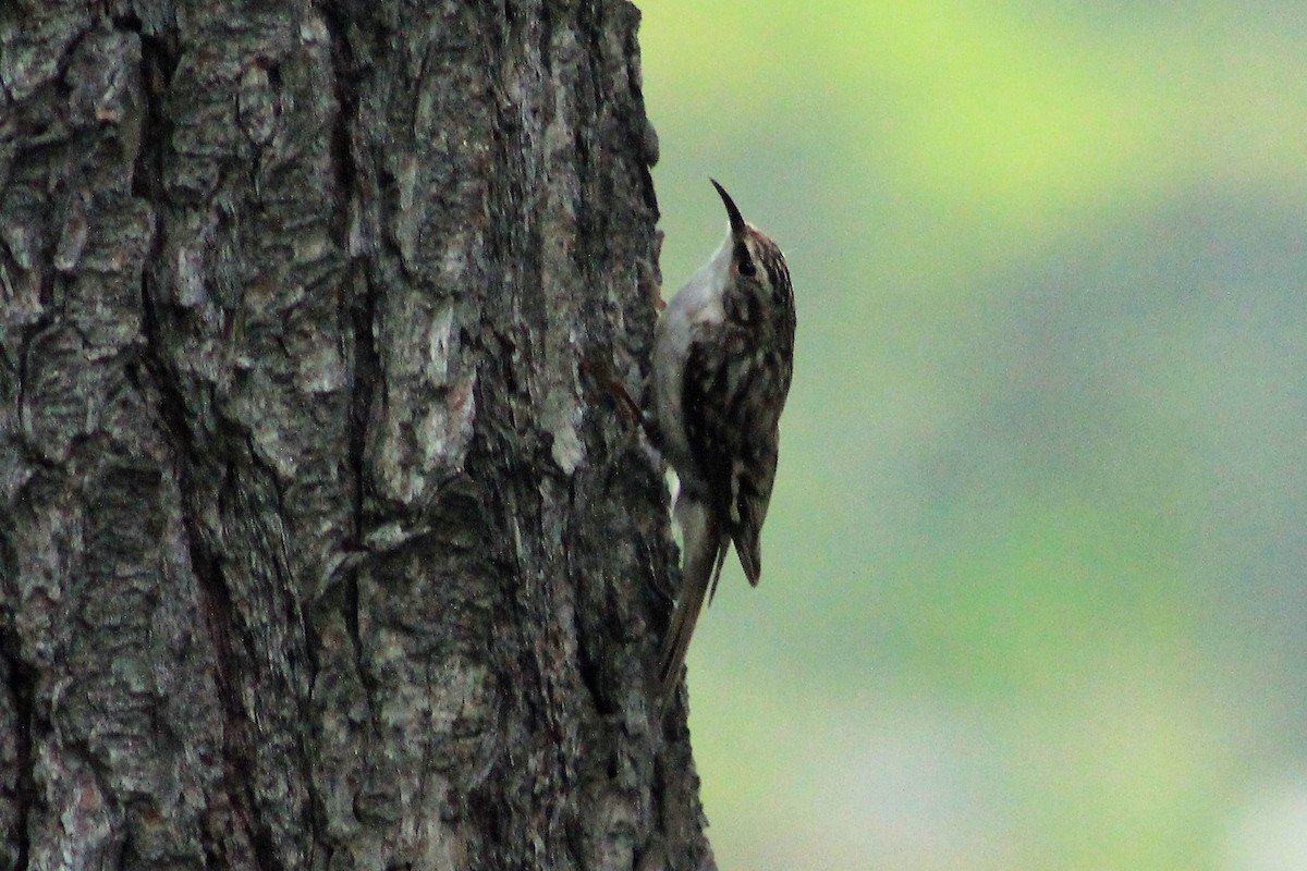 Brown Creeper - ML59478041