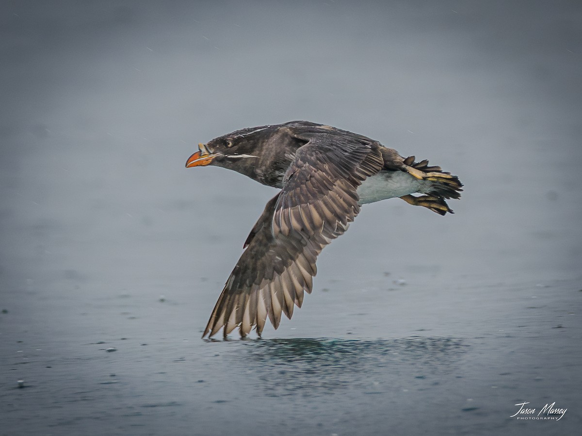 Rhinoceros Auklet - ML594780441