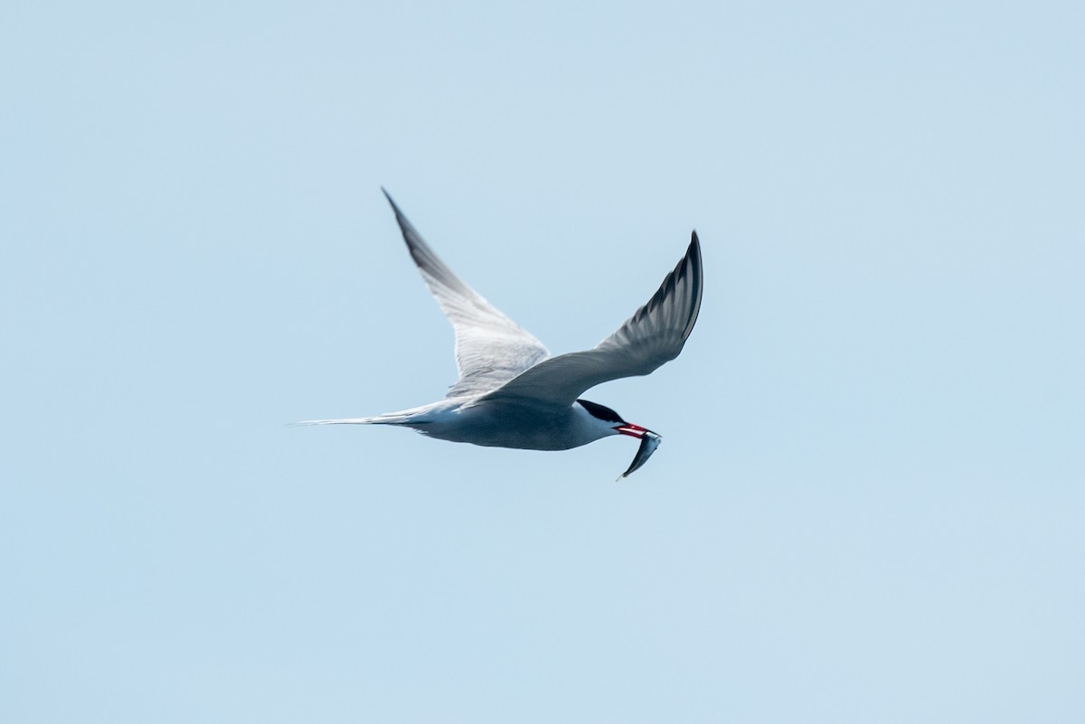 Common Tern - Robert O'Connell