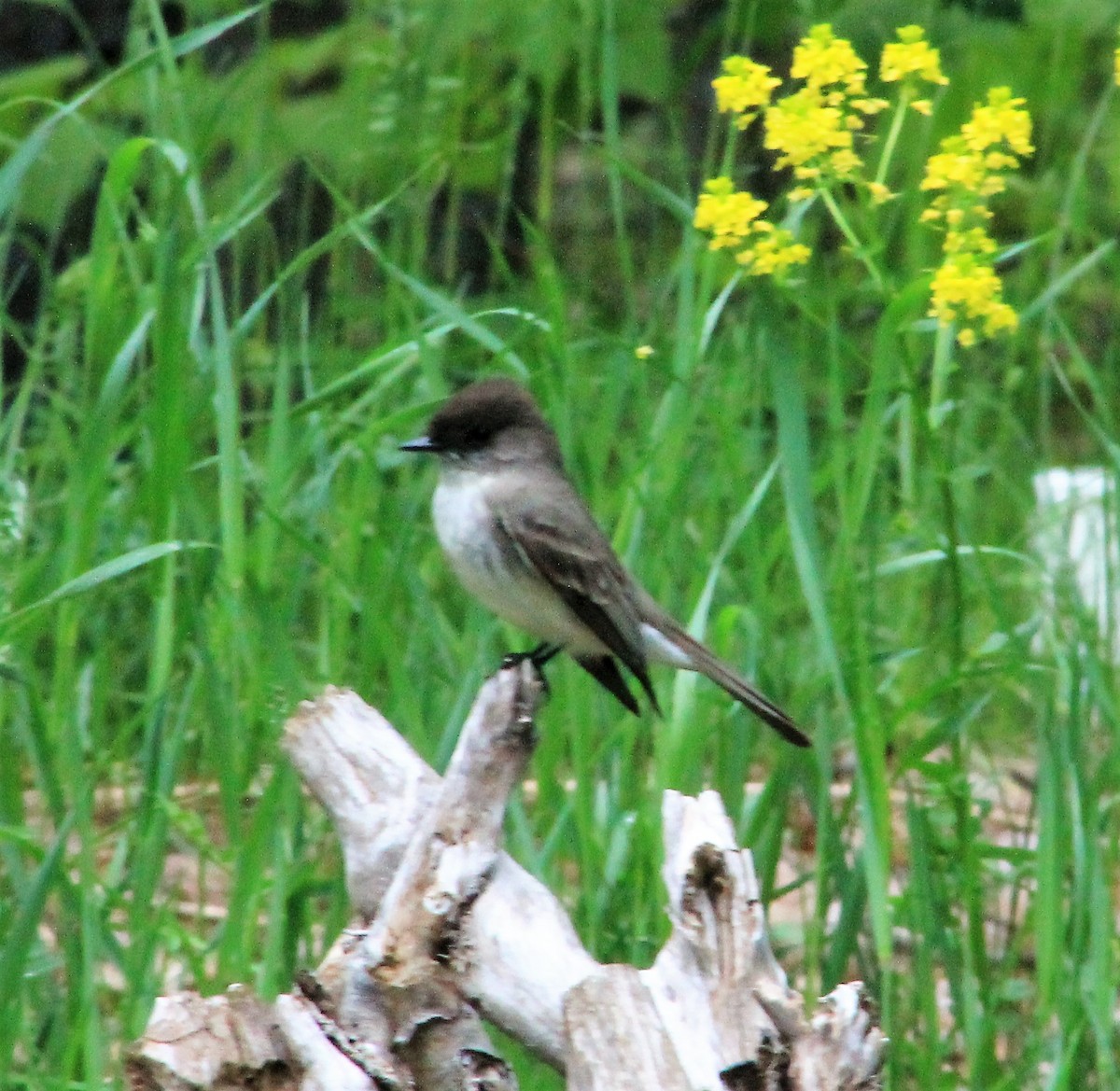 Eastern Phoebe - ML59478171