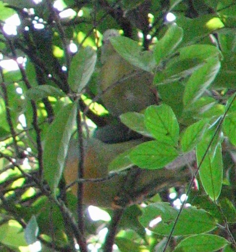 Large Green-Pigeon - ML594781771