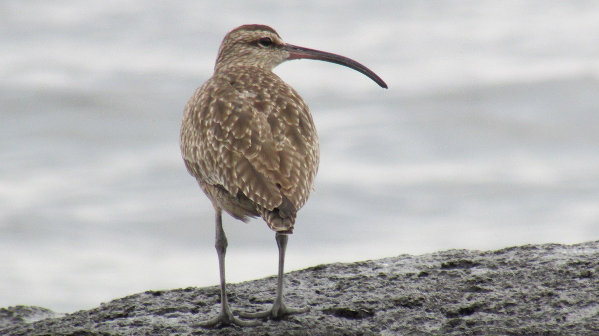 Regenbrachvogel - ML59478211