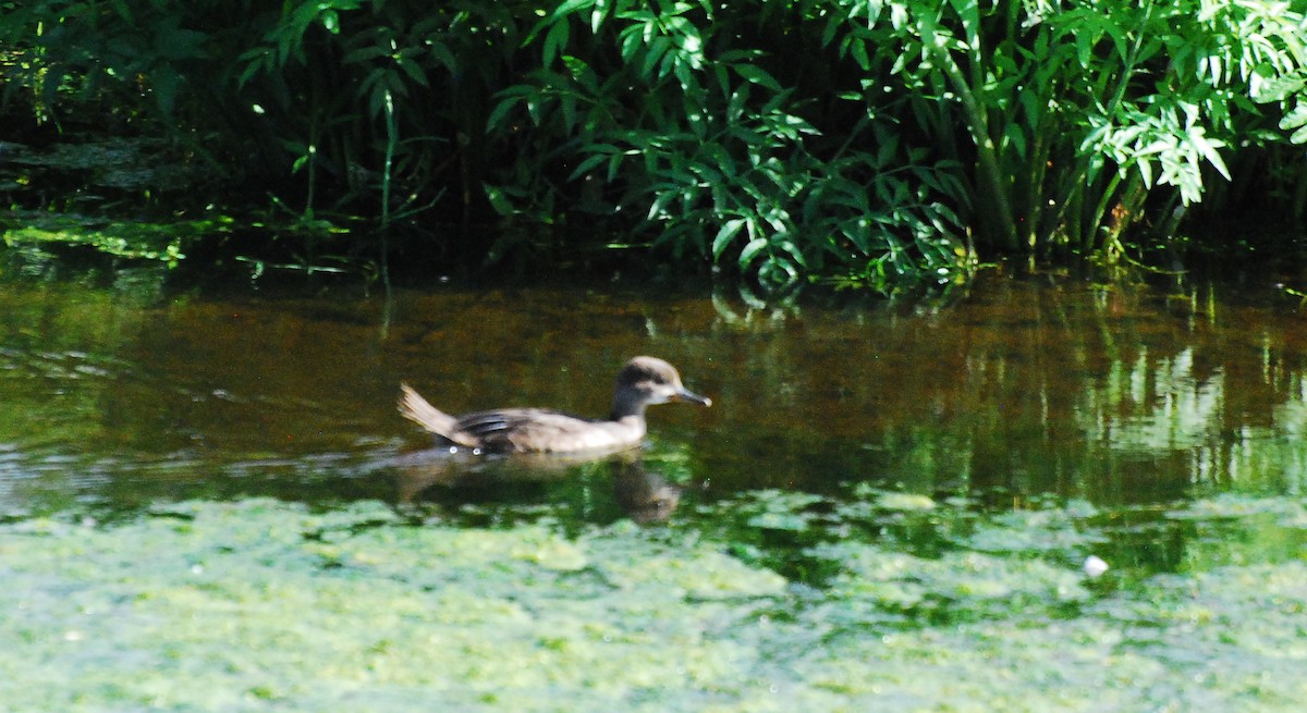 Hooded Merganser - ML594782151