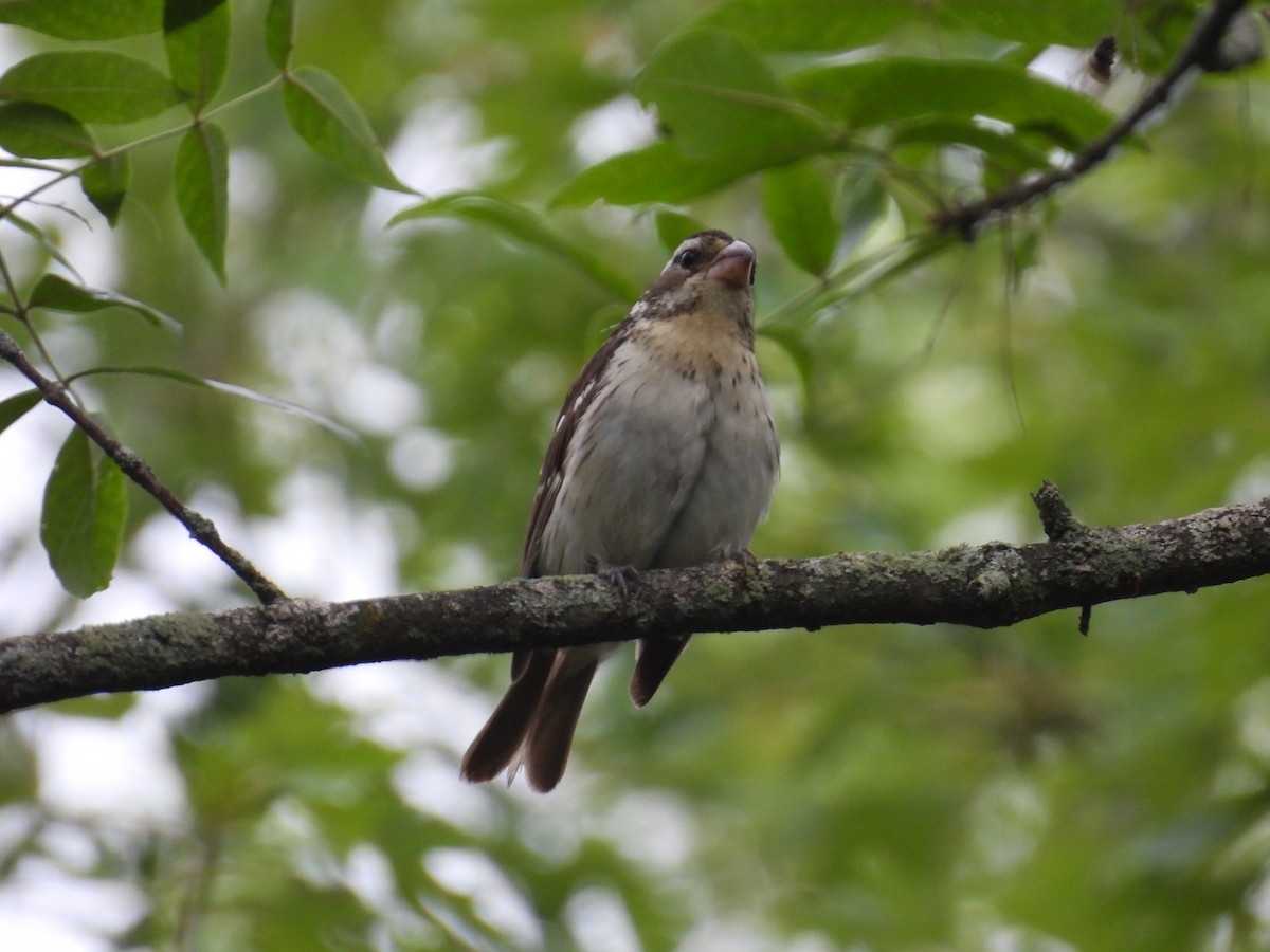 Rose-breasted Grosbeak - ML594782271