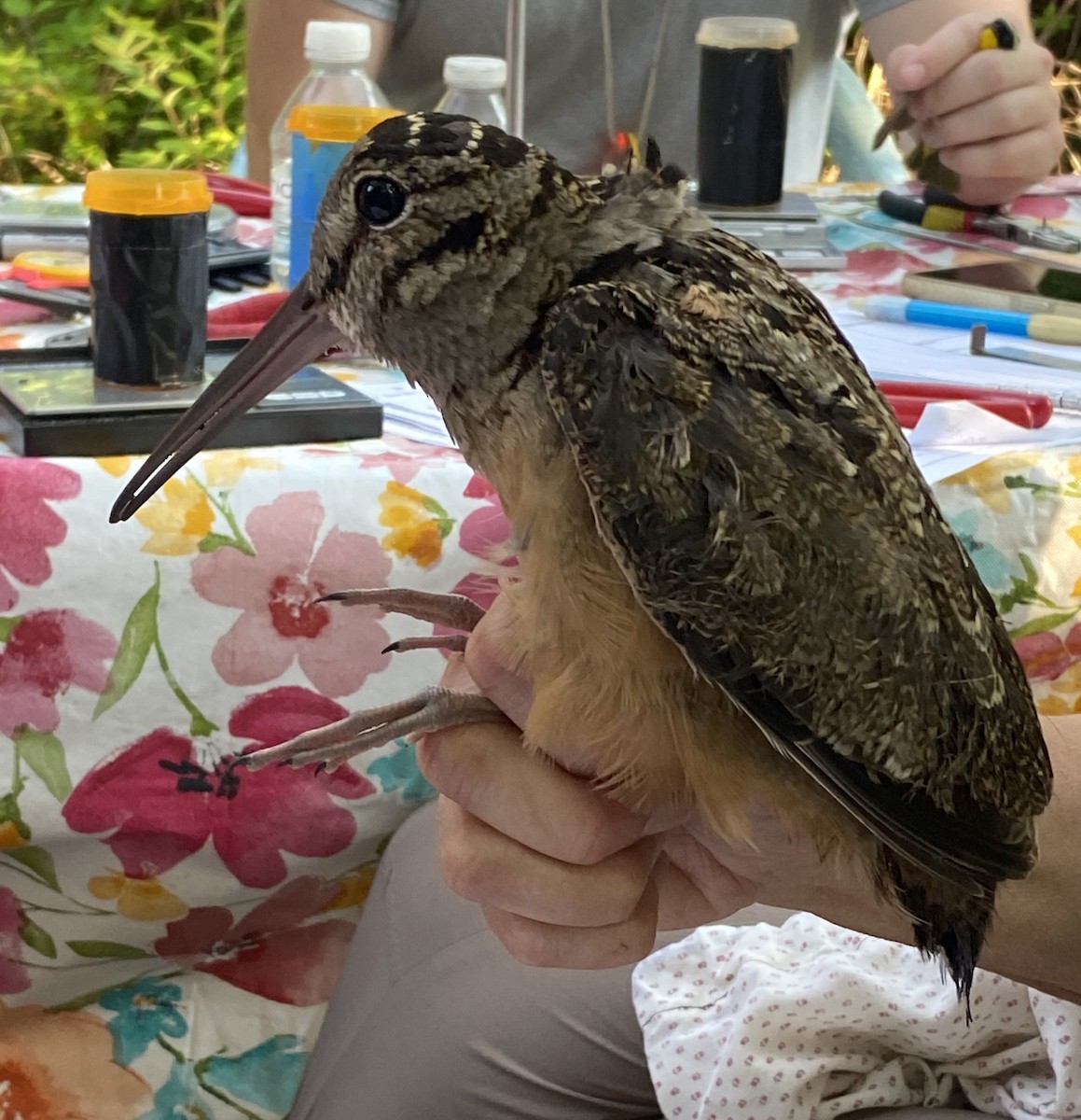 American Woodcock - ML594783181