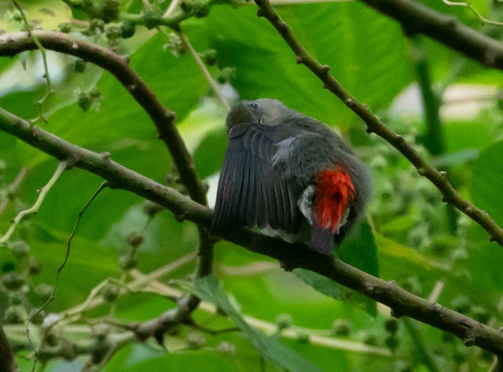 Scarlet-backed Flowerpecker - ML594783981