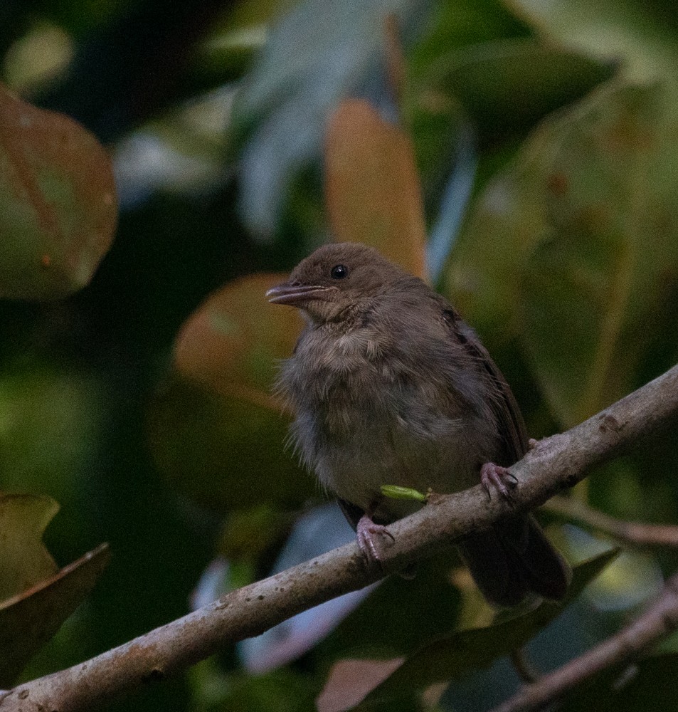 Red-eyed Bulbul - ML594784471