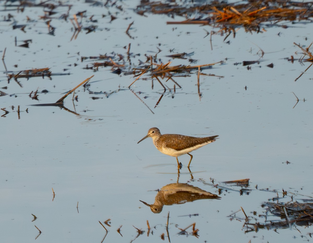 Solitary Sandpiper - ML594785901