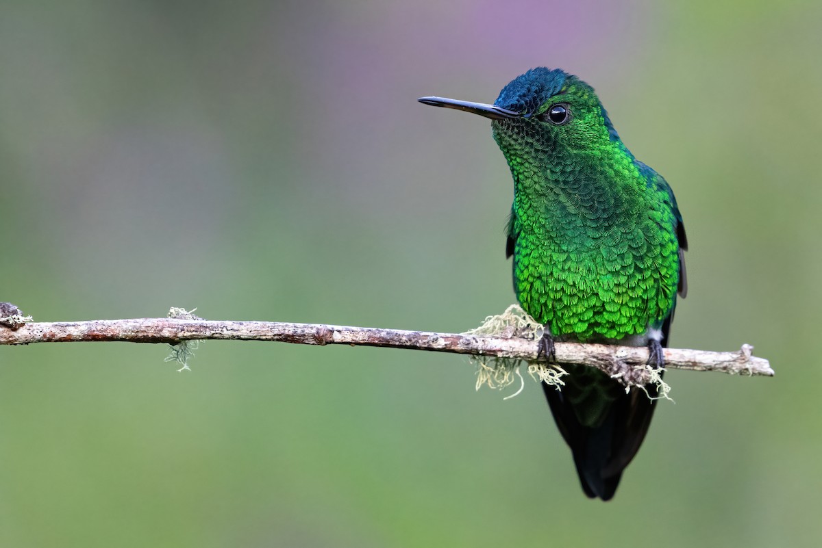 Indigo-capped Hummingbird - ML594787341