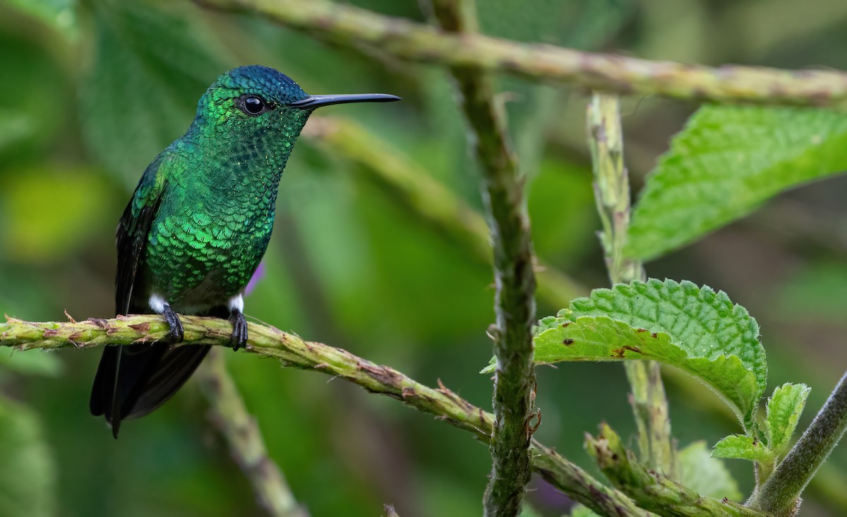 Indigo-capped Hummingbird - ML594787651