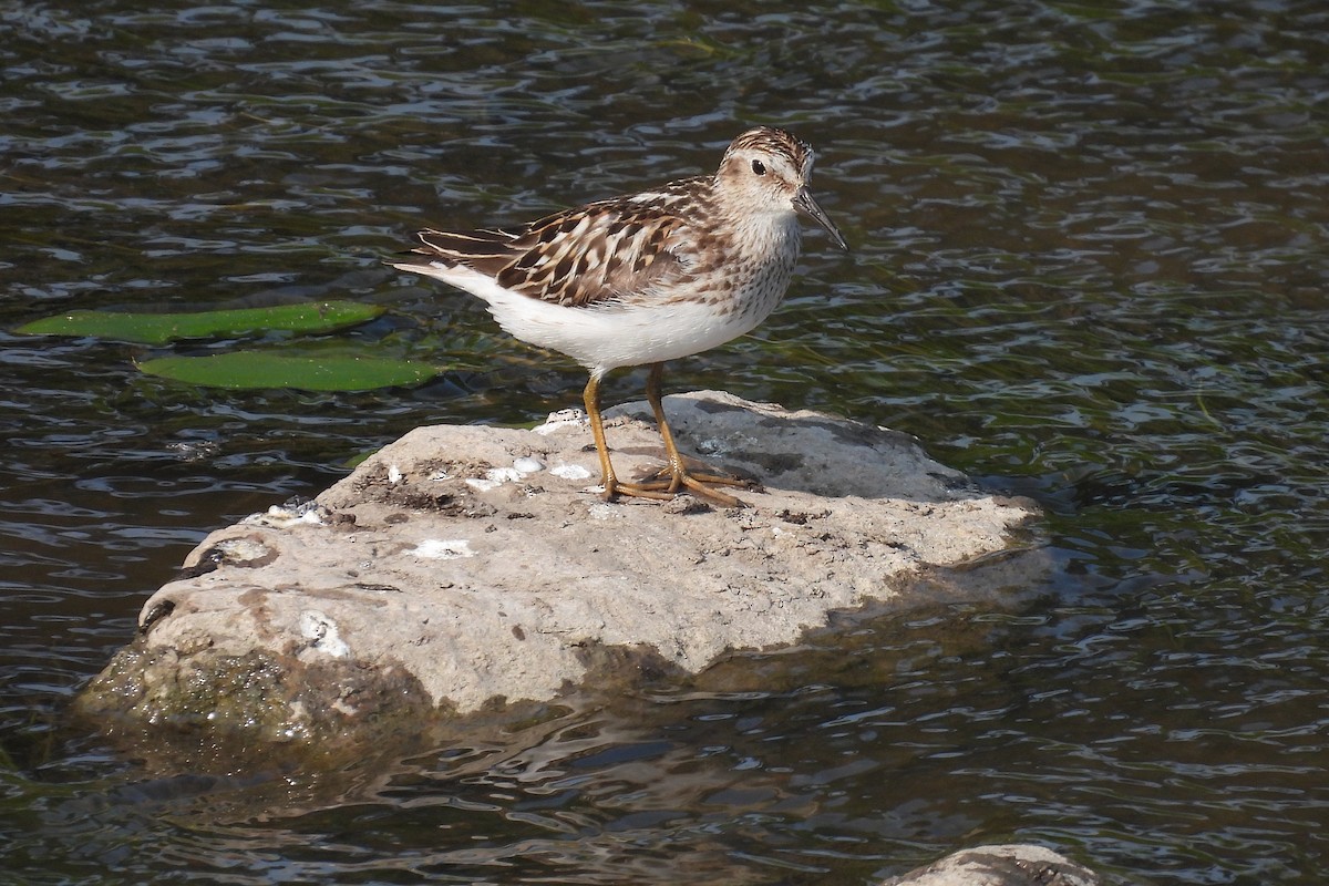 Least Sandpiper - ML594788451