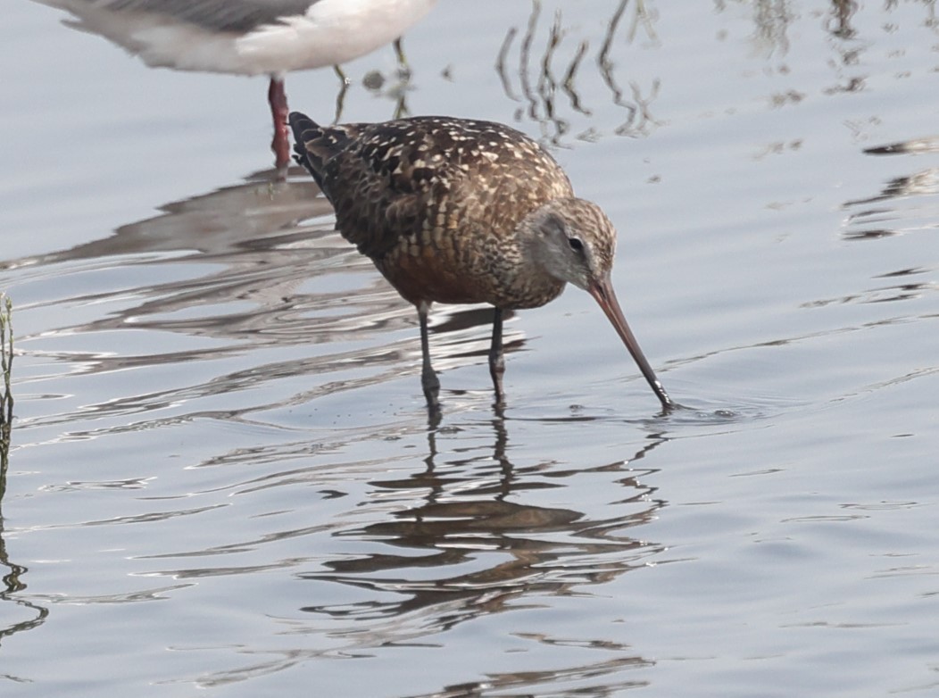 Hudsonian Godwit - Jennyq Fu