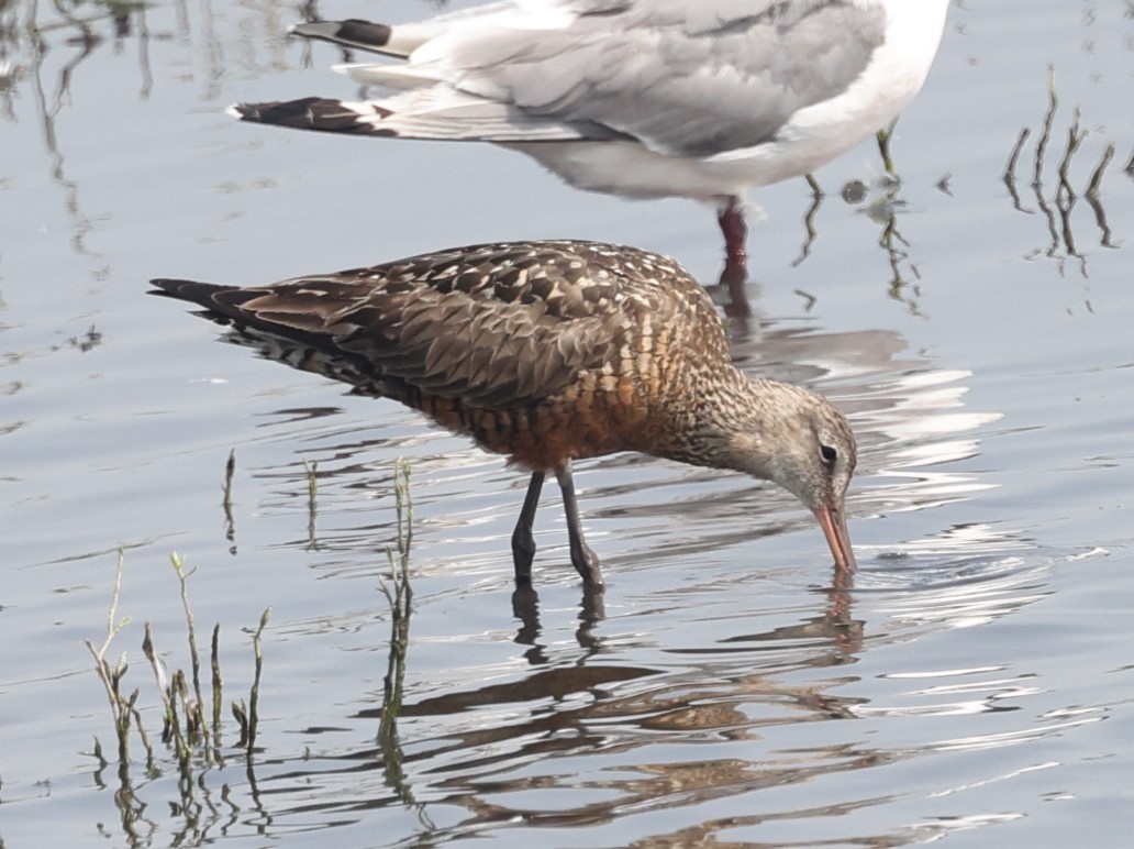 Hudsonian Godwit - ML594788611