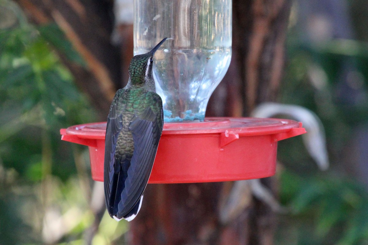 kolibřík blankytohrdlý - ML594789101